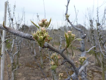 Conference Pears at White Bud stage.